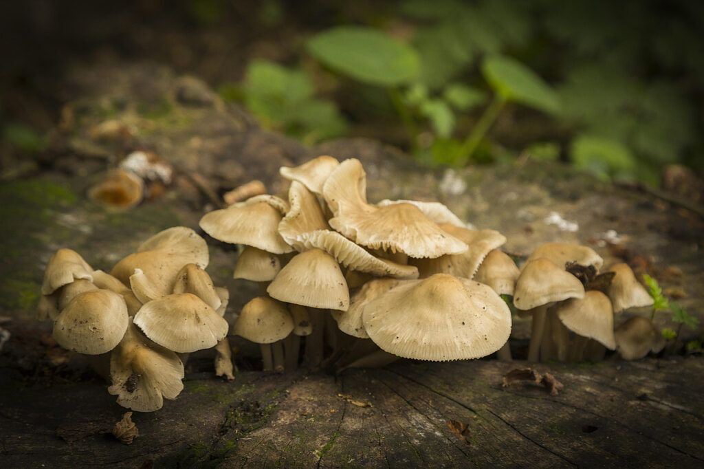 Building Your Own Woodland Cabin: 9 Essential Tips for Future Owners in the UK